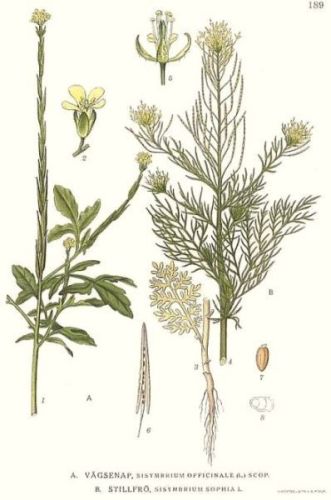Flixweed - Sisymbrium sophia - гулявник, журавельник